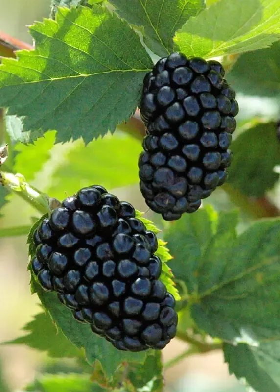 Blackberry – Natchez