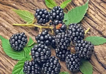 Blackberry – Navaho