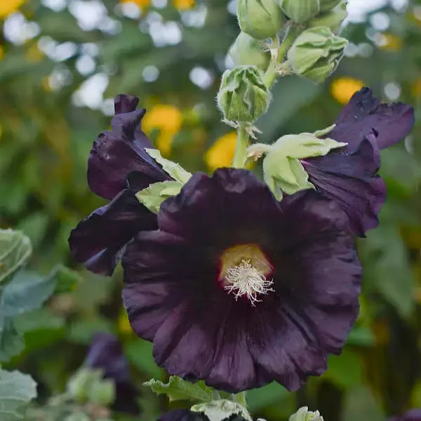 ‘Blacknight’ Hollyhock (Alcea)