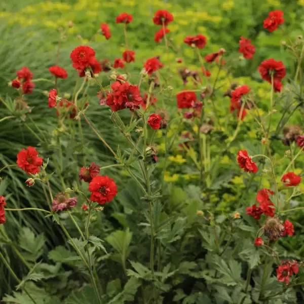 ‘Blazing Sunset’ Geum