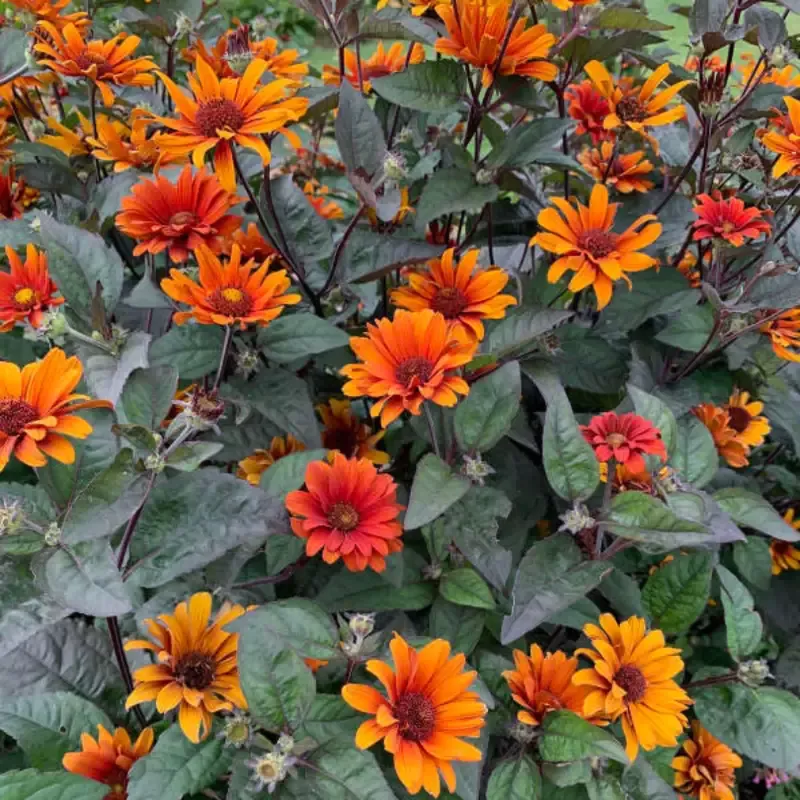 ‘Bleeding Hearts’ False Sunflower (Heliopsis)