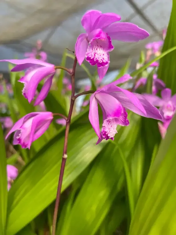 Bletilla striata “Big Bob Orchid”