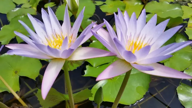 Blink – Day Blooming Tropical Lily
