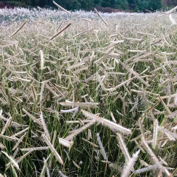 ‘Blonde Ambition’ Blue Grama Grass (Bouteloua)