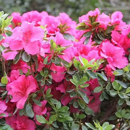 Bloom-A-Thon™ Hot Pink Reblooming Azalea