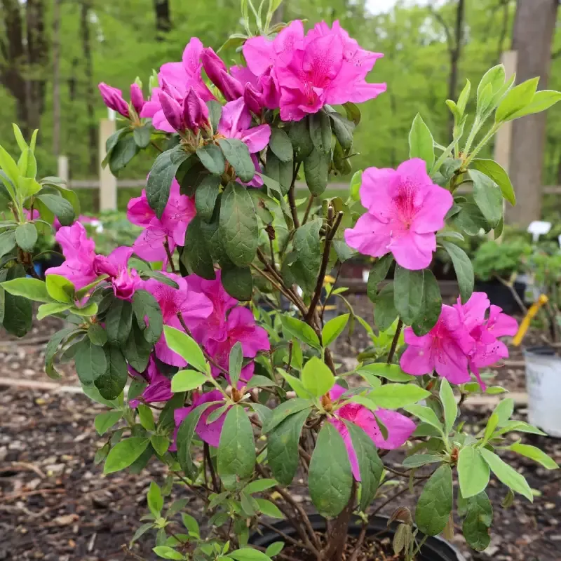 Bloom-A-Thon™ Lavender Azalea