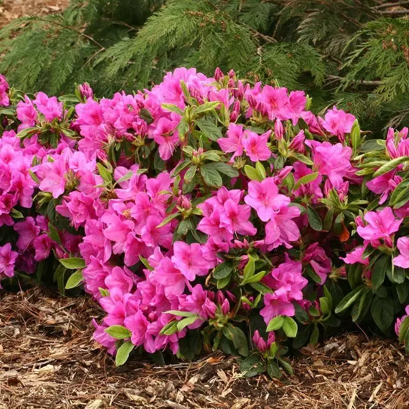 Bloom-A-Thon™ Lavender Reblooming Azalea