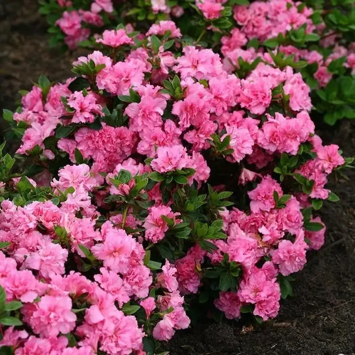 Bloom-A-Thon™ Pink Double Azalea