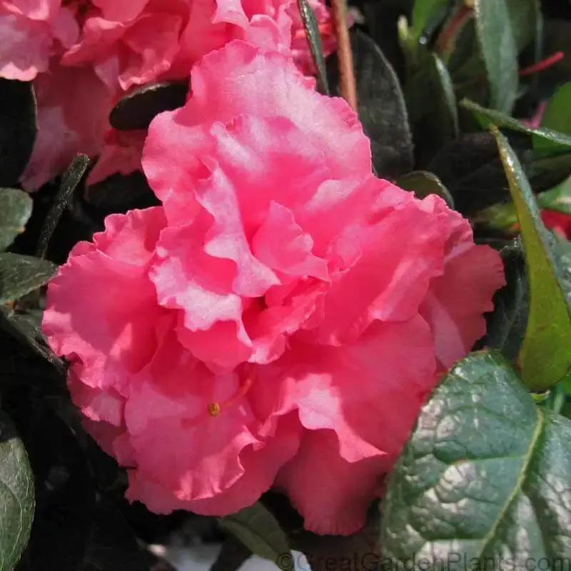 Bloom-A-Thon™ Pink Double Reblooming Azalea