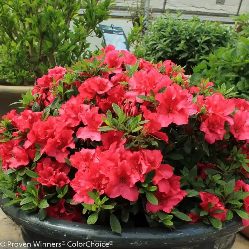 Bloom-A-Thon™ Red Azalea