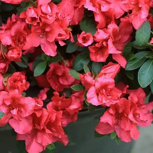 Bloom-A-Thon™ Red Reblooming Azalea