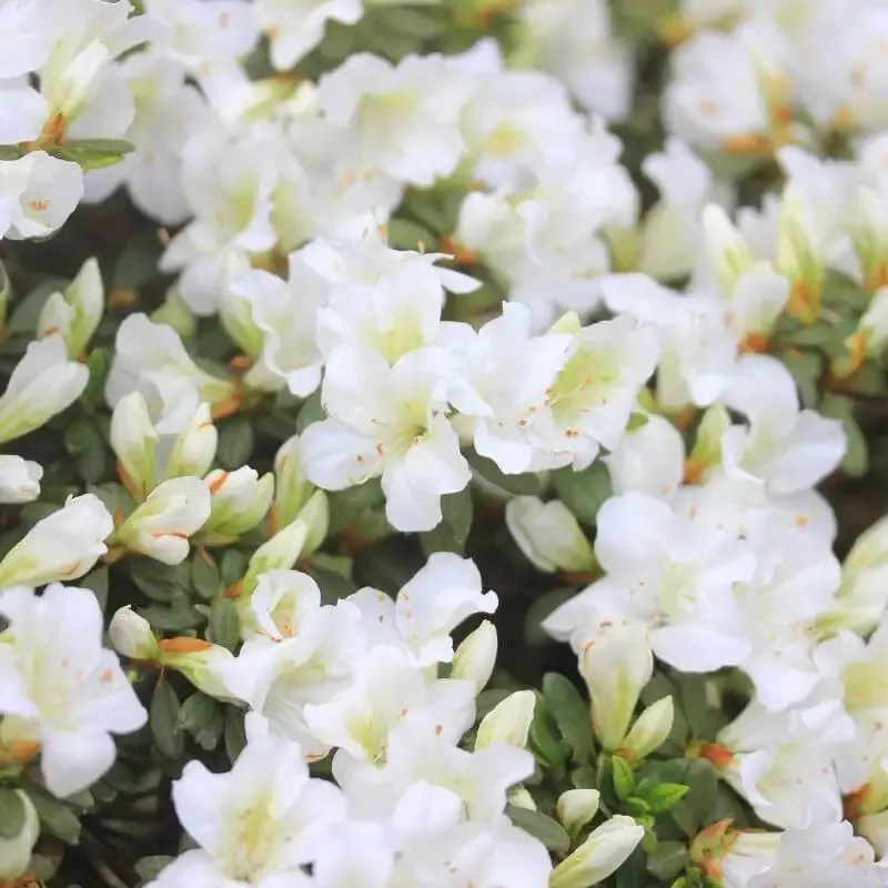 Bloom-A-Thon™ White Reblooming Azalea