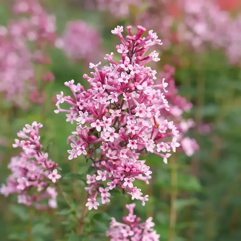 Bloomerang Ballet™ Lilac (Syringa)