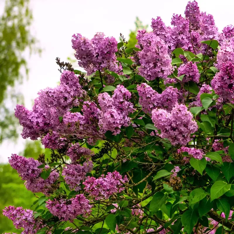 Bloomerang Dark Purple Lilac