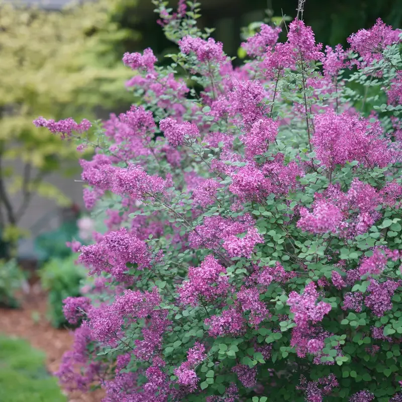 Bloomerang™ Dark Purple Reblooming Lilac (Syringa)