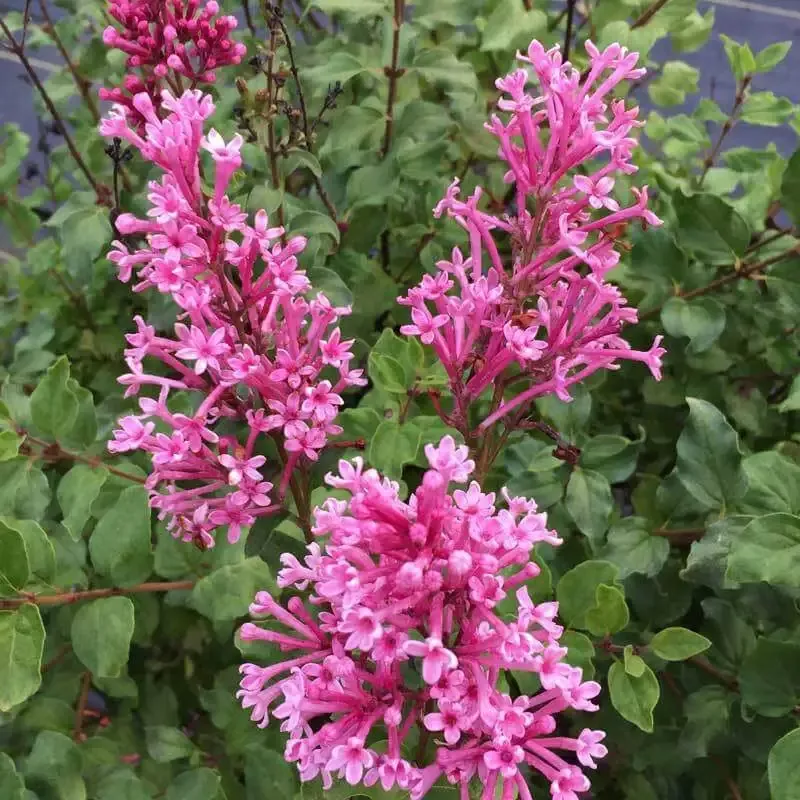 Bloomerang™ Dwarf Pink Reblooming Lilac