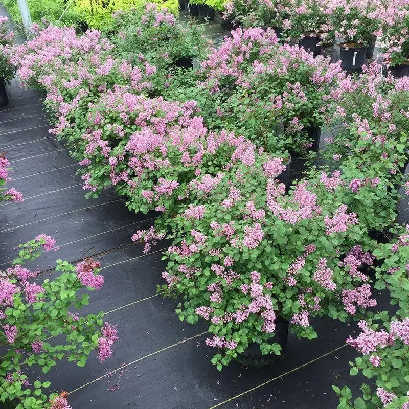 Bloomerang™ Dwarf Purple Reblooming Lilac