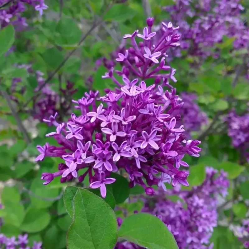Bloomerang Lilac ‘Dark Purple’