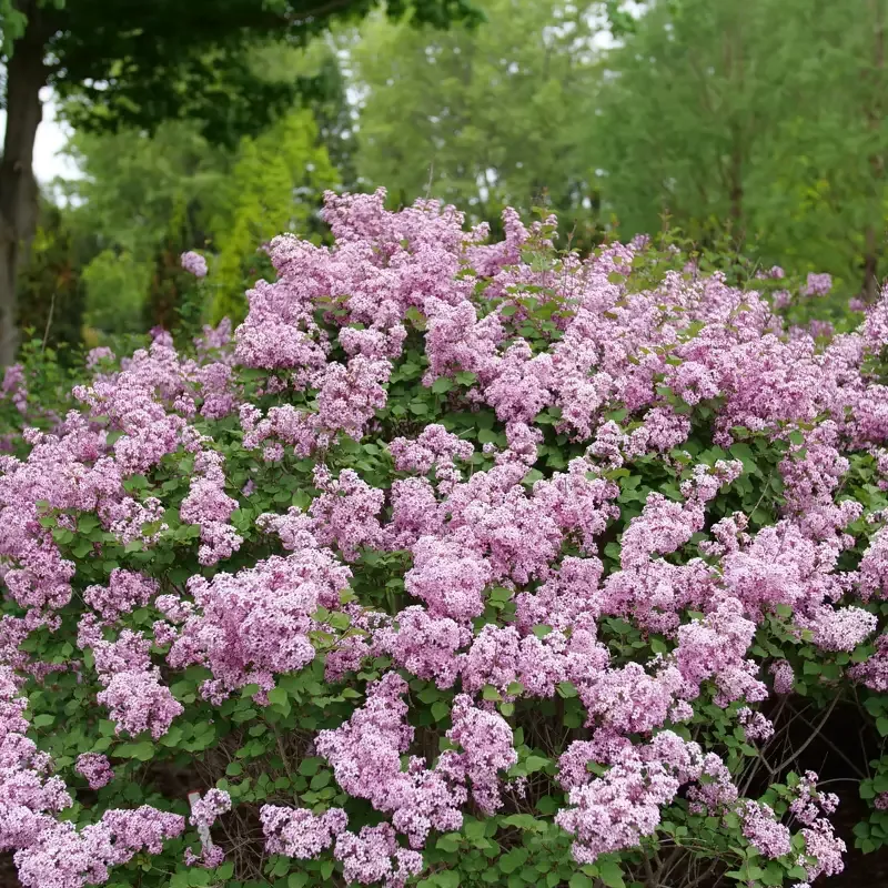 Bloomerang Purpink™ Lilac (Syringa)