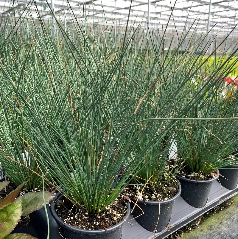 ‘Blue Arrows’ Rush (Juncus)