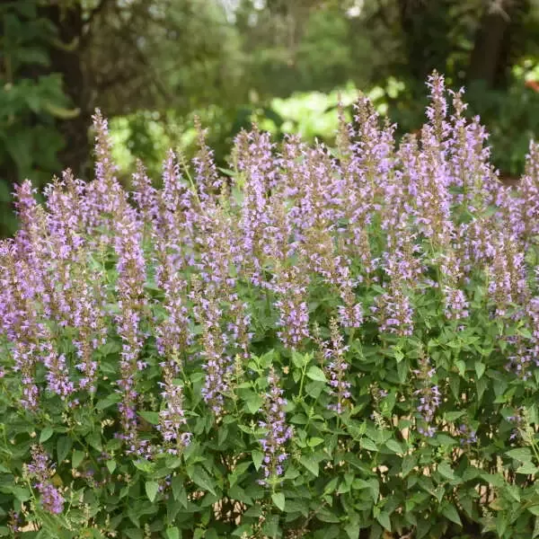 ‘Blue Bayou’ Hummingbird Mint (Agastache)