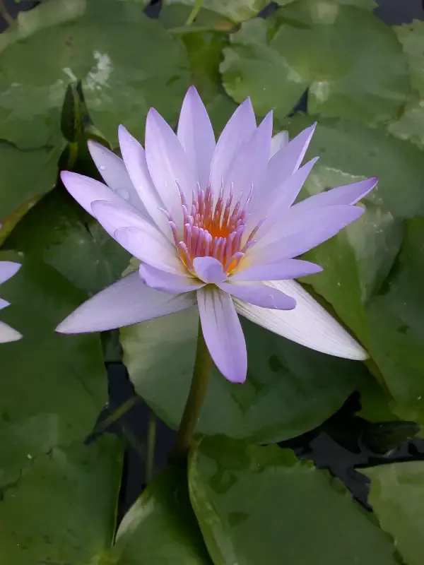 Blue Beauty – Day Blooming Tropical Lily