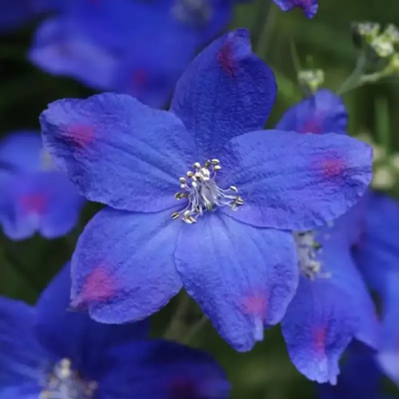 ‘Blue Butterfly’ Delphinium