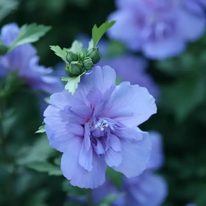 Blue Chiffon™ Rose of Sharon (Hibiscus)