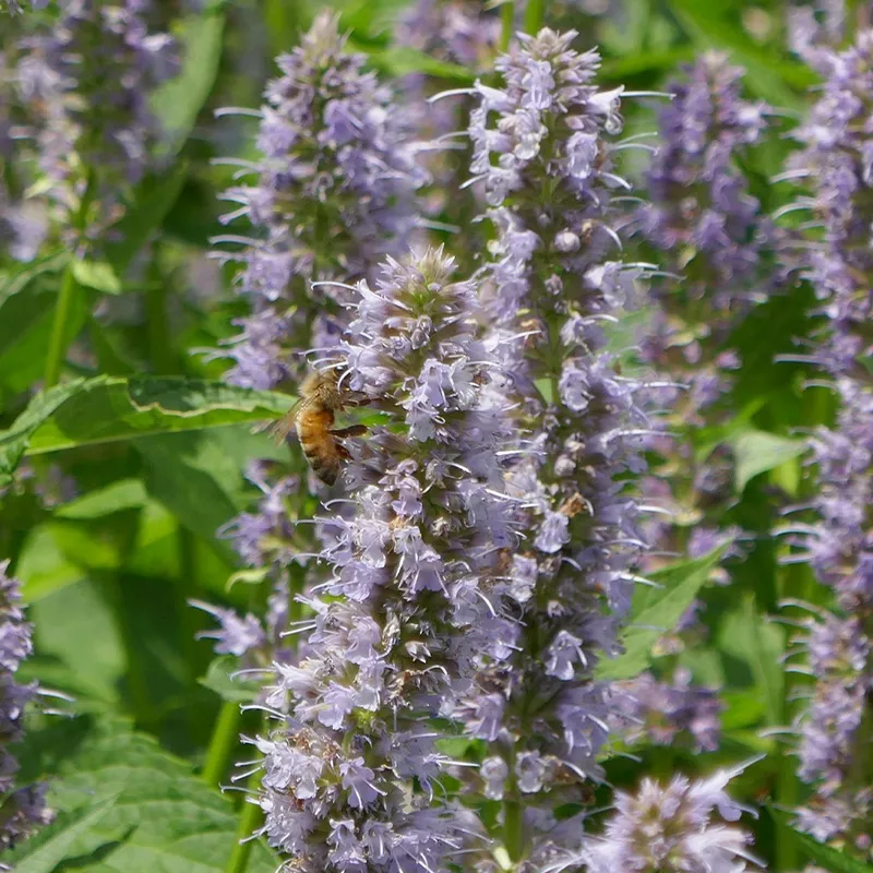 ‘Blue Fortune’ Hummingbird Mint (Agastache)