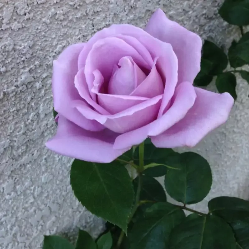 Blue Girl Hybrid Tea Rose