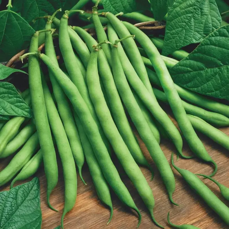 Blue Lake Bush Bean : 1/4 Pound