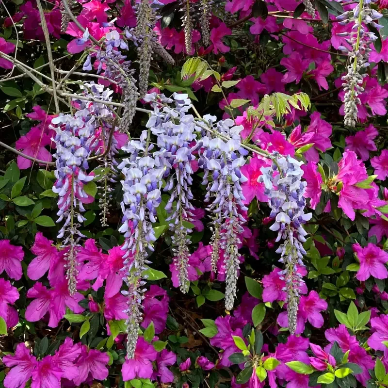 Blue Moon Wisteria