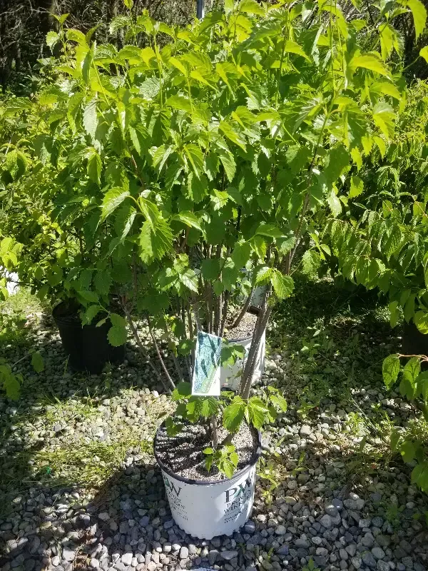 Blue Muffin™ Arrowwood Viburnum