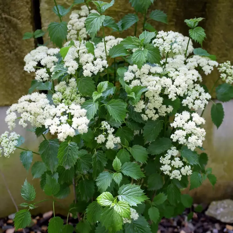 Blue Muffin Viburnum