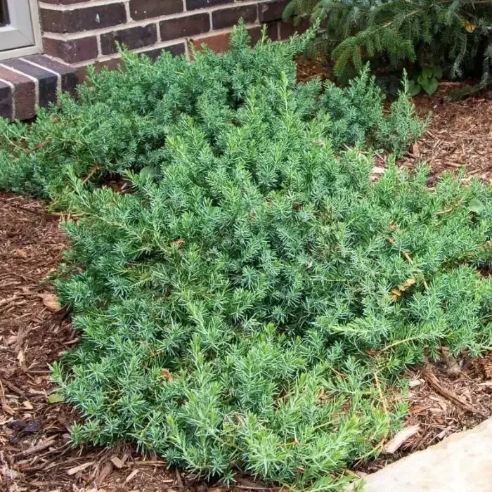 Blue Pacific Juniper
