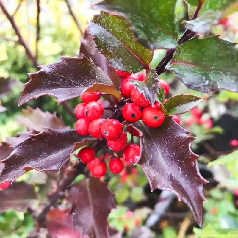 Blue Prince Holly, Handsome Hedge with Beautiful Dark Blue