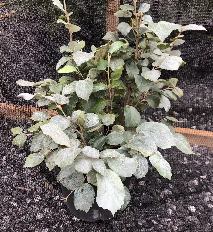 ‘Blue Shadow’ Witch Alder, Fothergilla x intermedia ‘Blue Shadow’