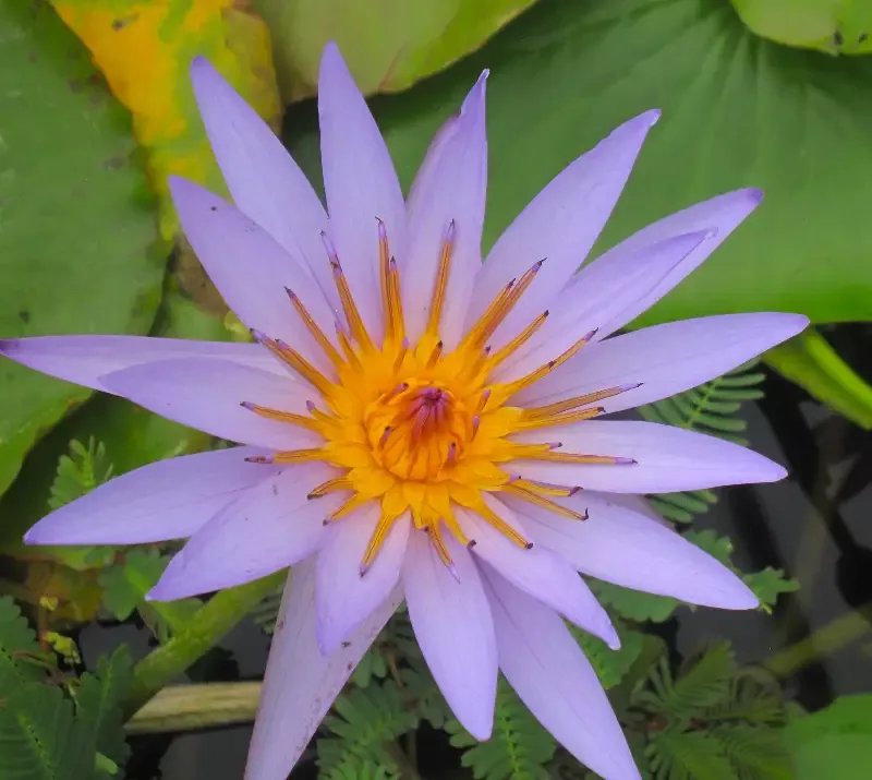 Blue Star – Day Blooming Tropical Lily
