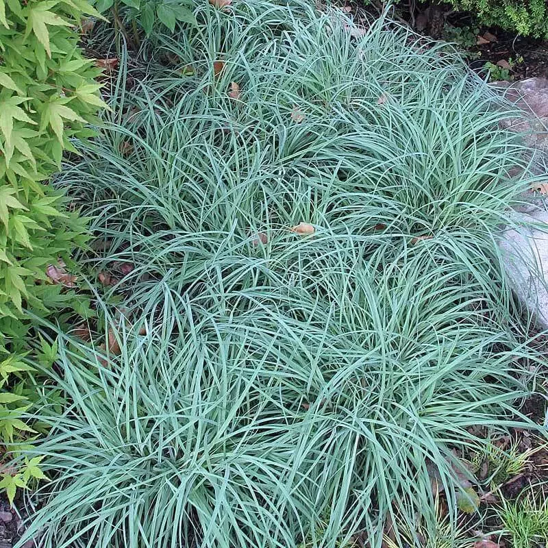 ‘Blue Zinger’ Sedge (Carex)