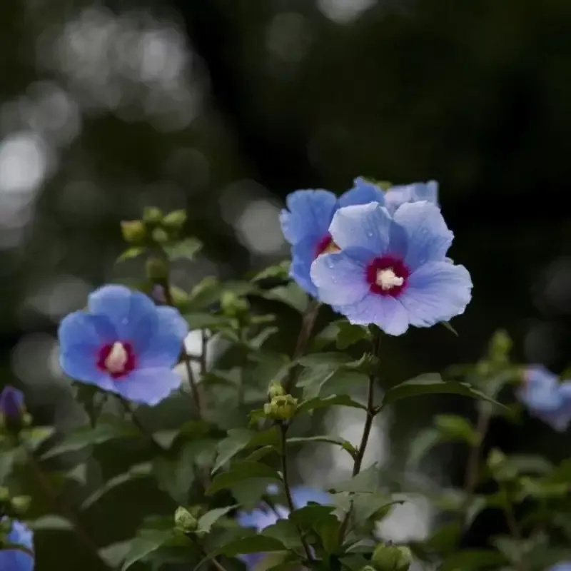 Bluebird Rose of Sharon Hibiscus Shrub
