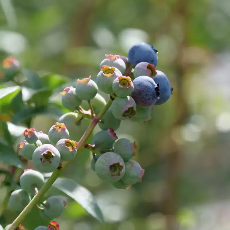 ‘Blueray’ Blueberry