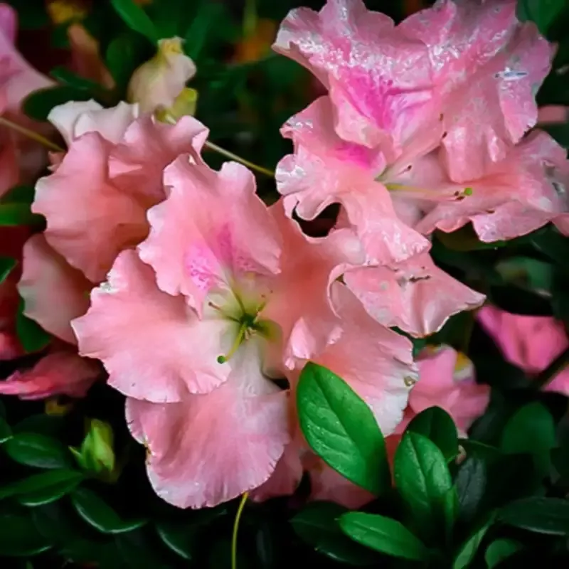 Blush Elegance Rebloom Azalea