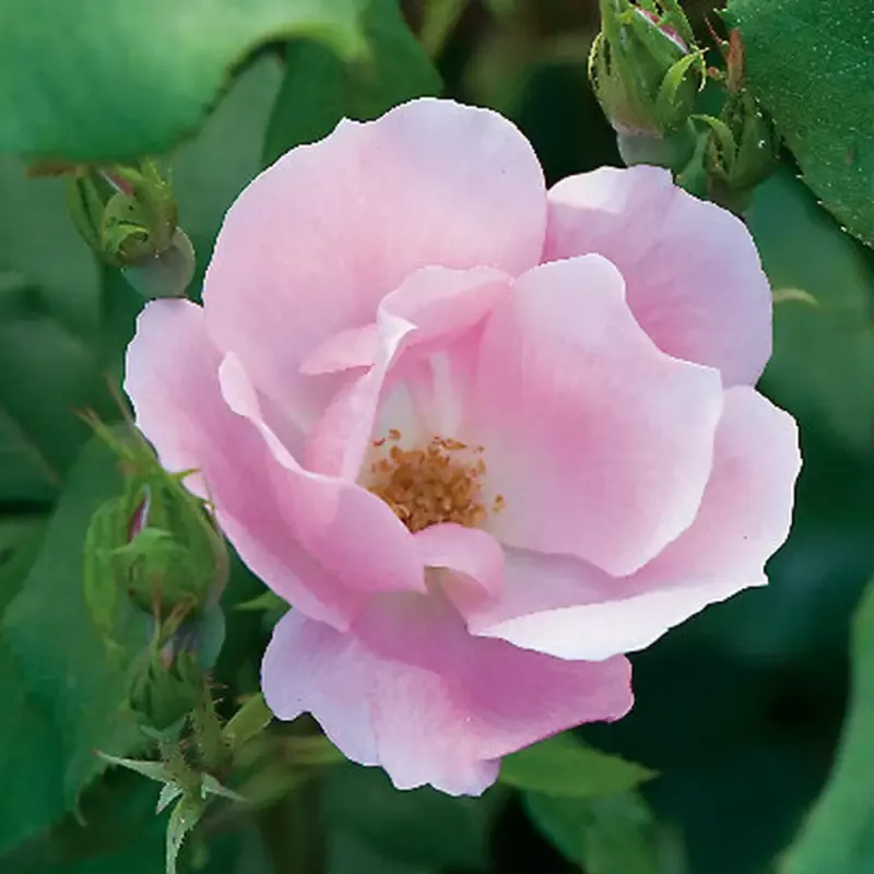 Blushing Knock Out™ Rose