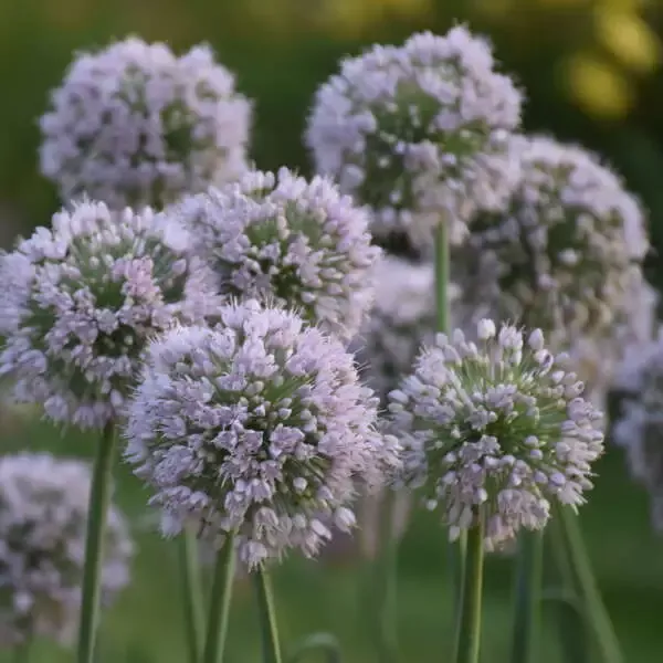 ‘Bobblehead’ Allium