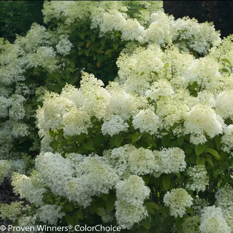Bobo™ Hydrangea