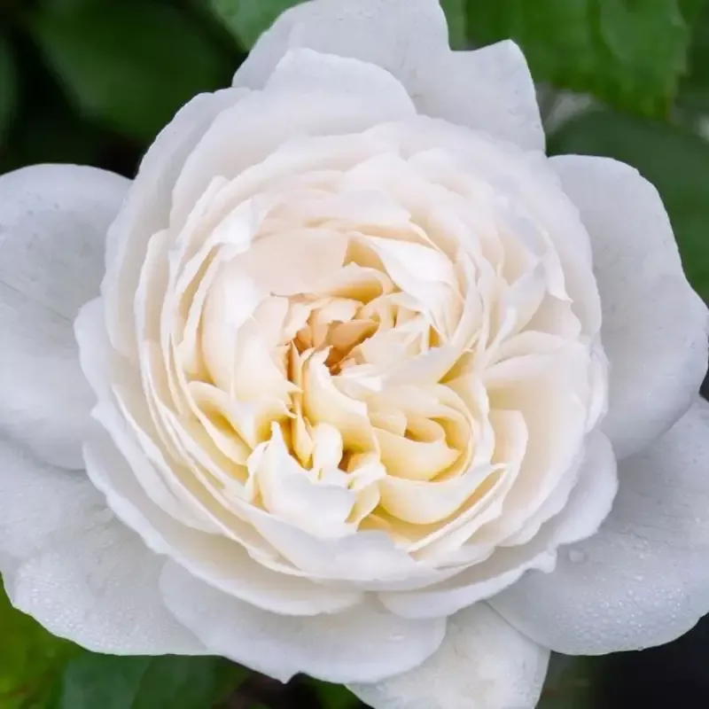 Bolero Floribunda Rose- Tree Form