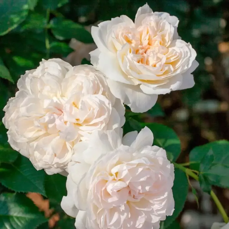 Bolero Rose