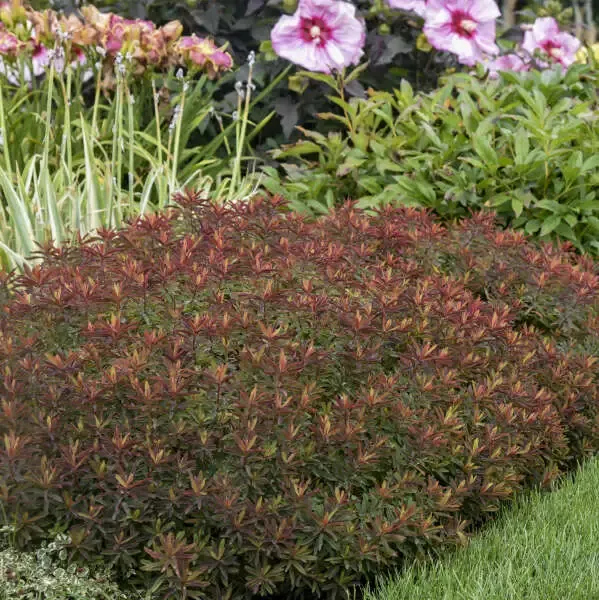‘Bonfire’ Spurge (Euphorbia)