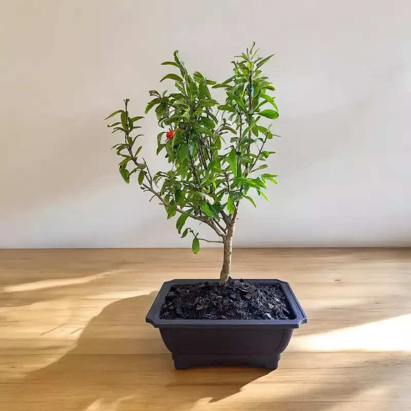 Bonsai Pomegranate (Live Plant)