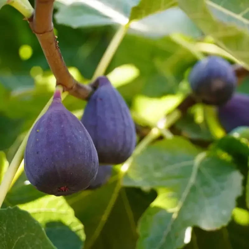 Bordeaux Fig Tree